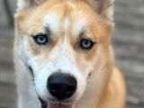 Chiot mâle Pomsky de 9 mois en attente d'adoption