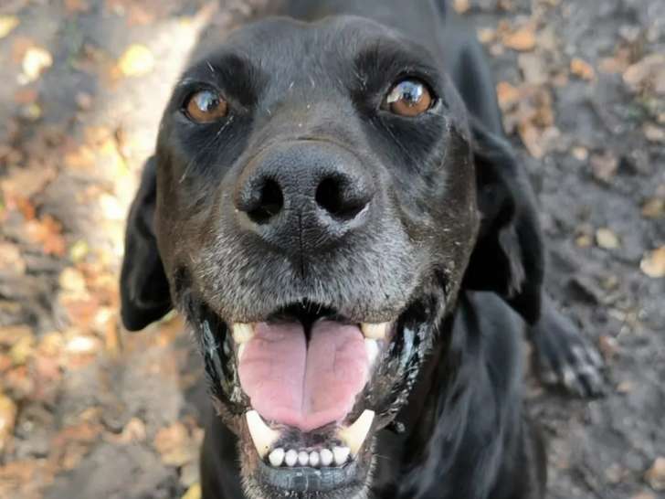 Chien de 3 ans prêt pour l’adoption