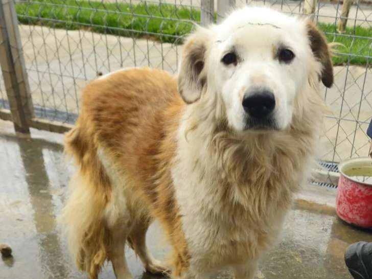 Chienne rousse et blanche à accueillir