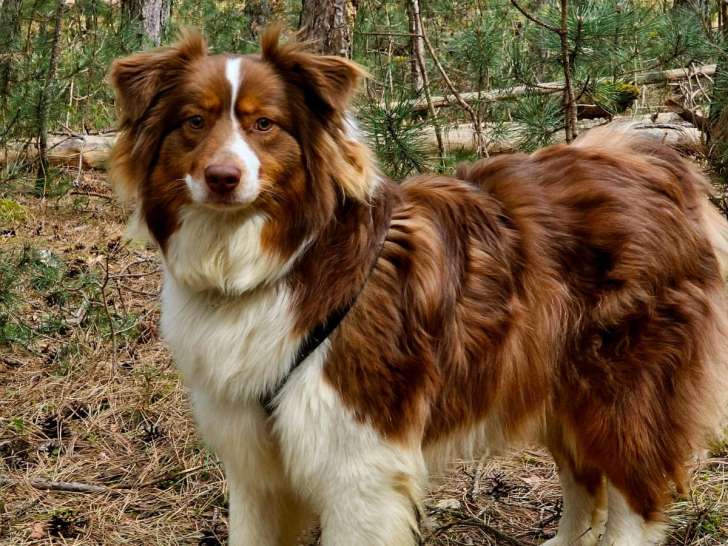 Hope, femelle Berger Australien à donner