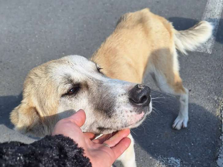 Adoption disponible : chien âgé d’un an