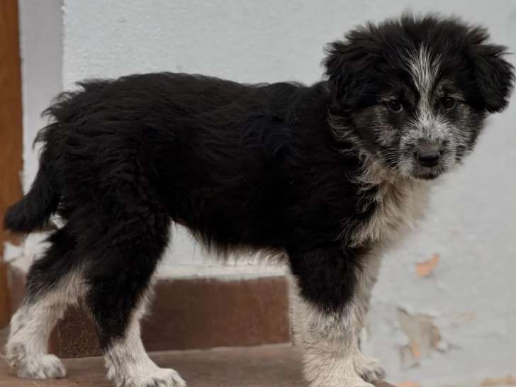 À adopter, chiot femelle noir et blanc