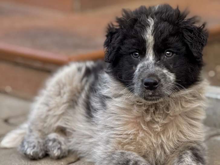 Disponible à l'adoption, chiot mâle de 3 mois