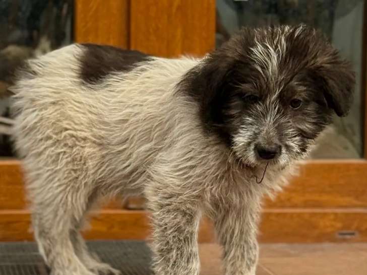 Prêt pour l’adoption, chiot mâle de 3 mois