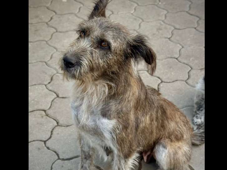 En attente d’une famille, chiot femelle gris