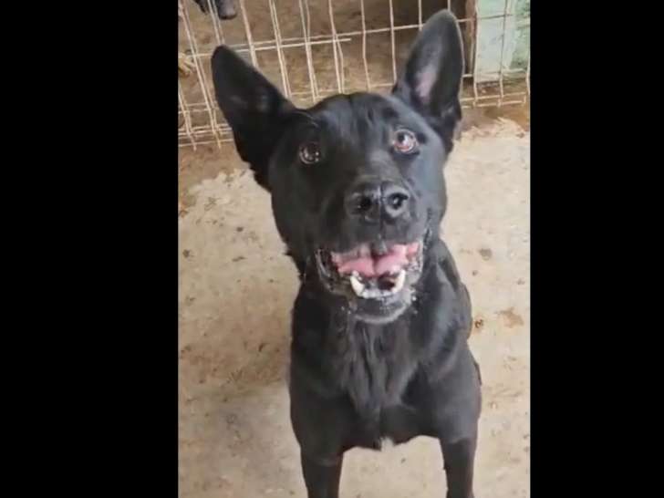 En quête d'une famille, chien âgé de 7 ans