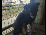 Adoption disponible : chienne noire et feu