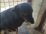 Adoption disponible : chienne noire et feu
