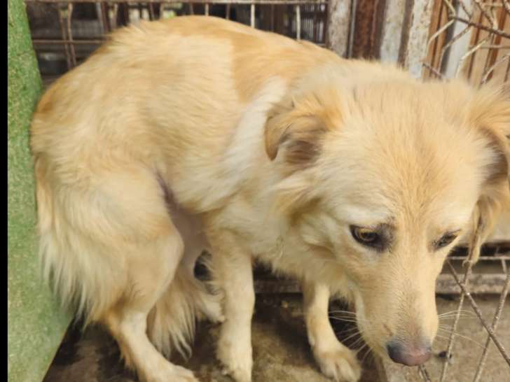 À la recherche d'un foyer, chienne de couleur beige