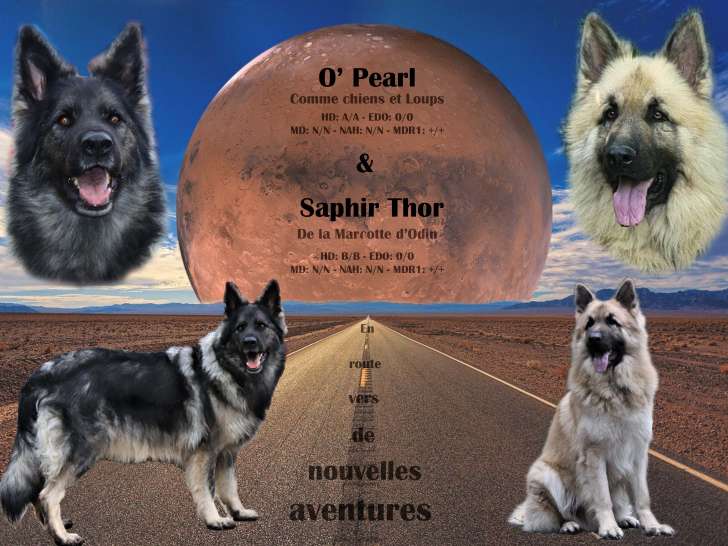 Chiots Altdeutscher Schäferhund à naître