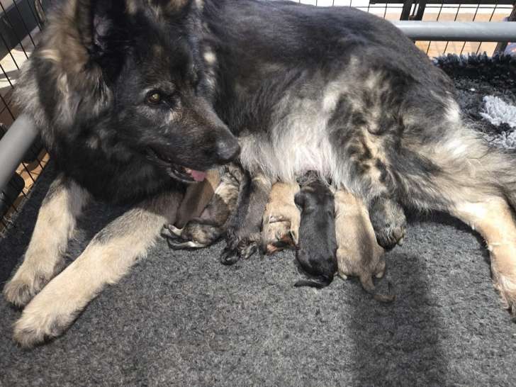 Chiots Altdeutscher Schäferhund à réserver