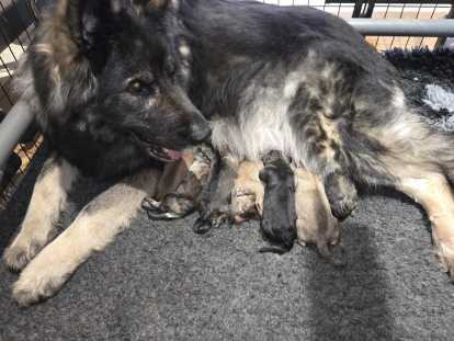 Chiots Altdeutscher Sch&auml;ferhund &agrave; r&eacute;server