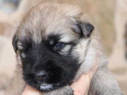 Chiots Altdeutscher Sch&auml;ferhund &agrave; r&eacute;server