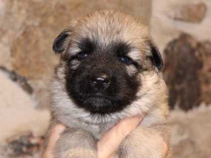 Chiots Altdeutscher Sch&auml;ferhund &agrave; r&eacute;server