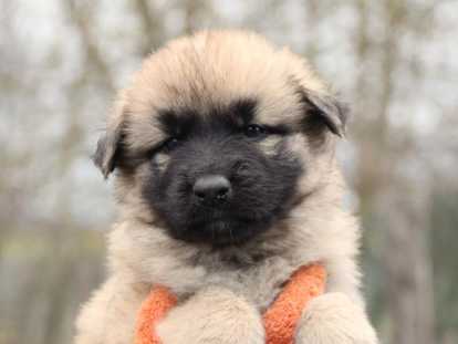 Chiots Altdeutscher Schäferhund à réserver