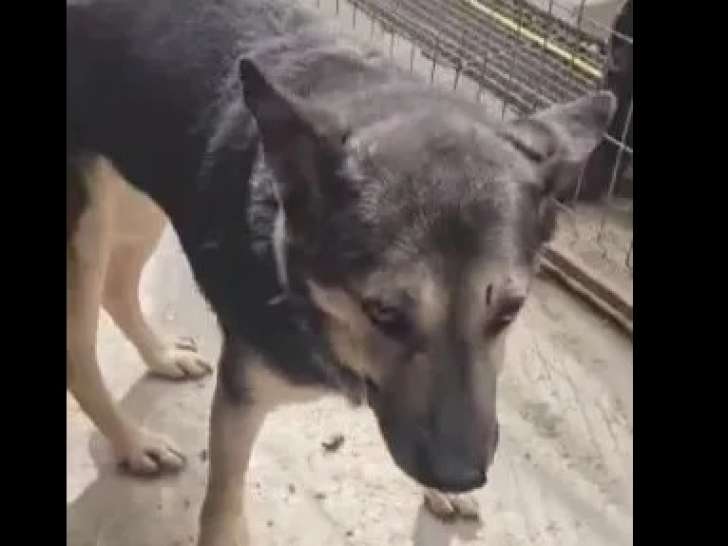 À adopter : chien âgé de 5 ans