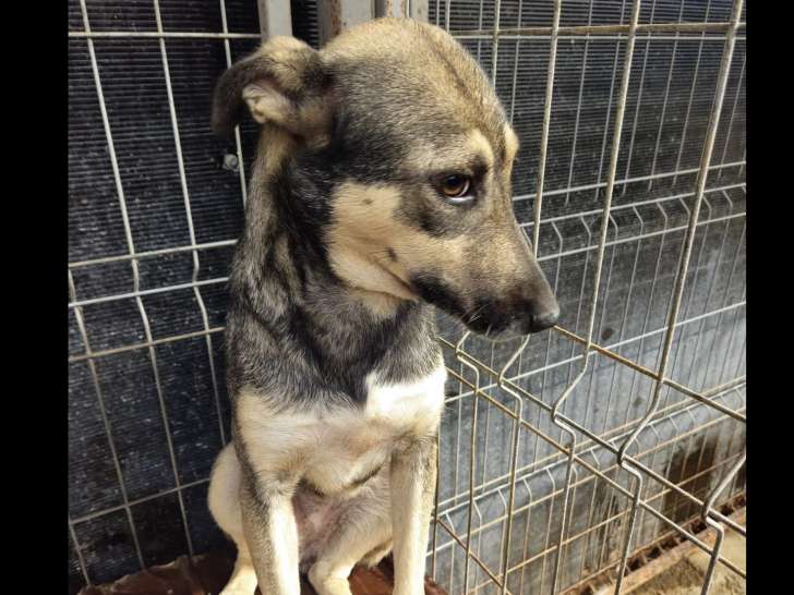 Disponible à l'adoption : chienne fauve charbonnée