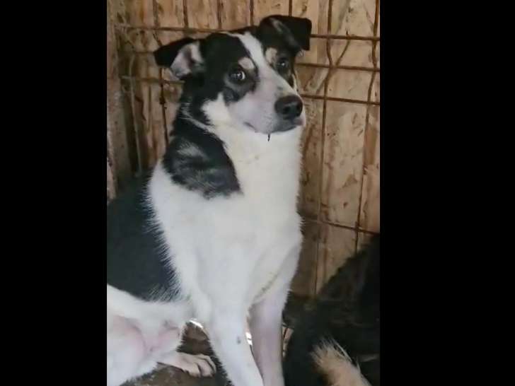 Prêt pour l'adoption : chien noir et blanc