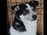Prêt pour l'adoption : chien noir et blanc