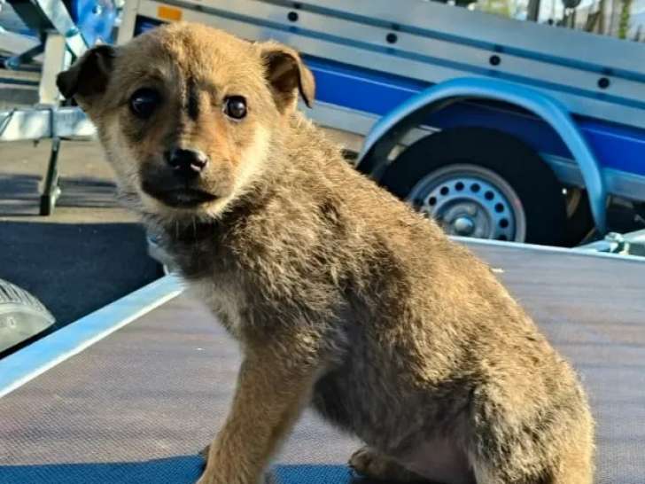 En attente d’un foyer : chiot femelle fauve