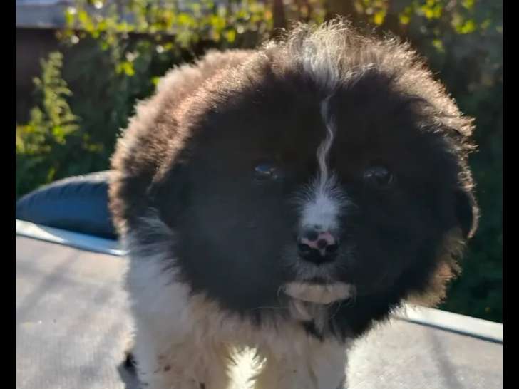 En quête d’un foyer : chiot femelle noir et blanc