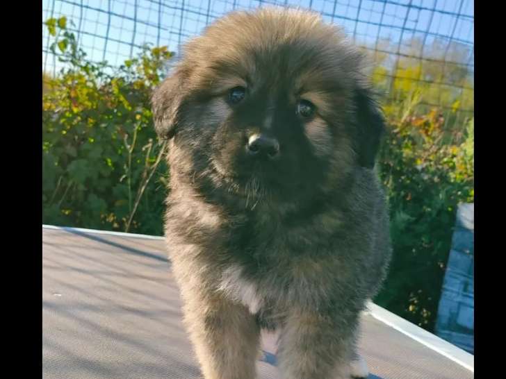 Adoption disponible : chiot mâle âgé de 3 mois