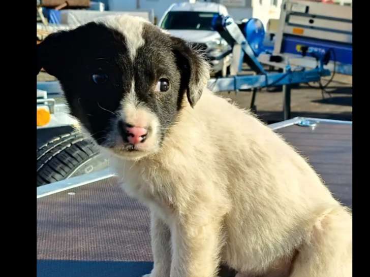 À la recherche d'une famille : chiot mâle blanc avec marque noire