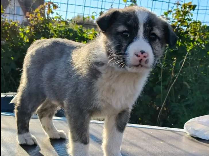 Chiot mâle gris et blanc disponible à l'adoption