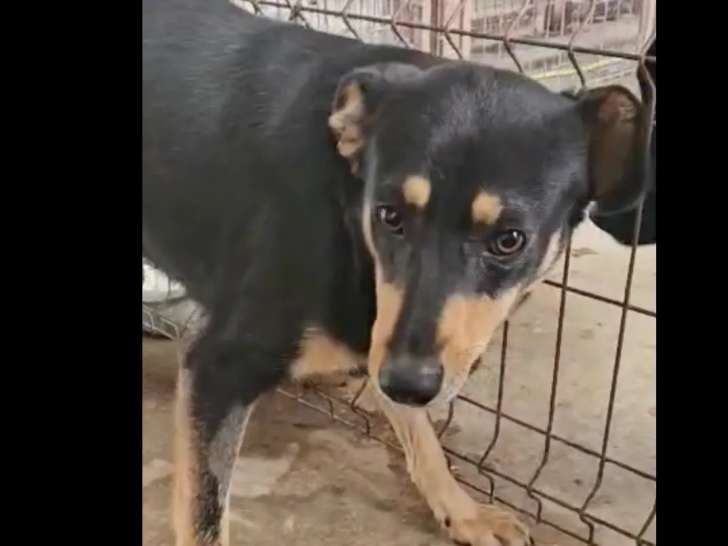 Chien noir et feu en attente d'adoption