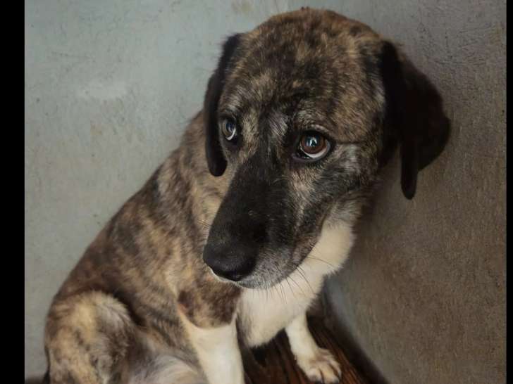 Disponible à l'adoption, chienne bringée