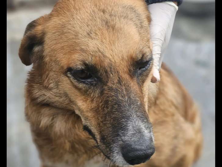 À adopter, chienne de couleur fauve