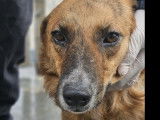 À adopter, chienne de couleur fauve