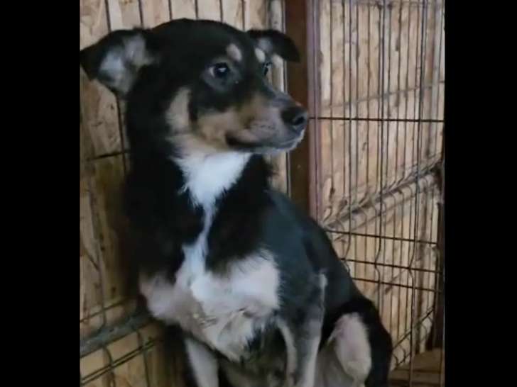 À la recherche d'une famille : chien de 5 ans