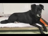 Adoption disponible : chiot femelle de 9 mois