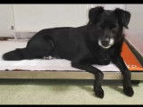 Adoption disponible : chiot femelle de 9 mois