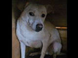 Chienne de 2 ans en attente d’une famille