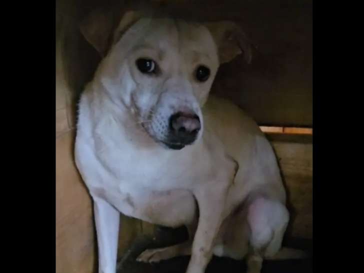 Chienne de 2 ans en attente d’une famille