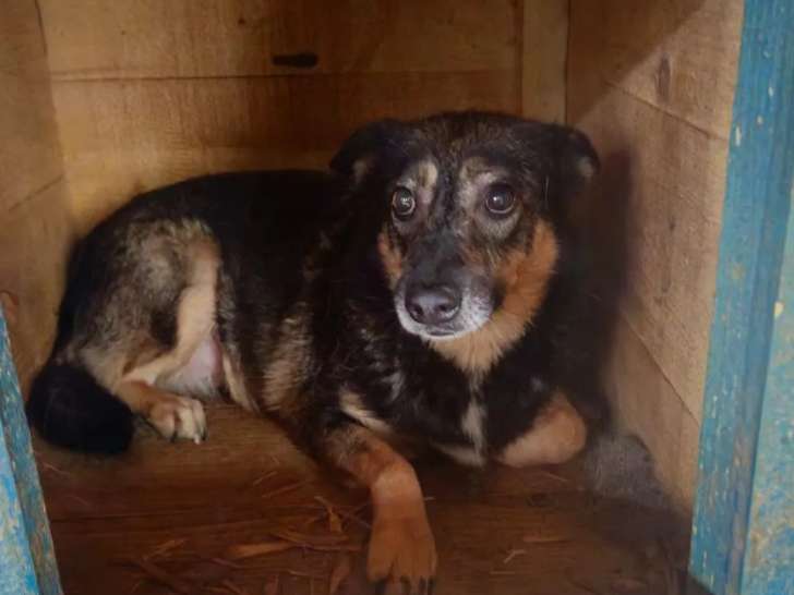 Chienne fauve charbonnée à accueillir