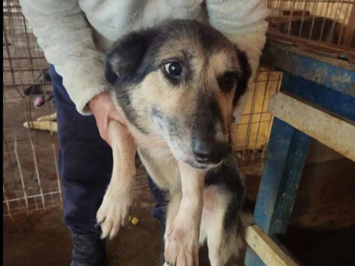 Chien fauve charbonné en quête d'un foyer