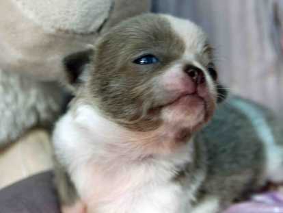 Magnifique petits mâles Chihuahua avec de jolies couleurs à vendre