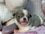 Gabin