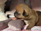 Magnifique petits mâles Chihuahua avec de jolies couleurs à vendre