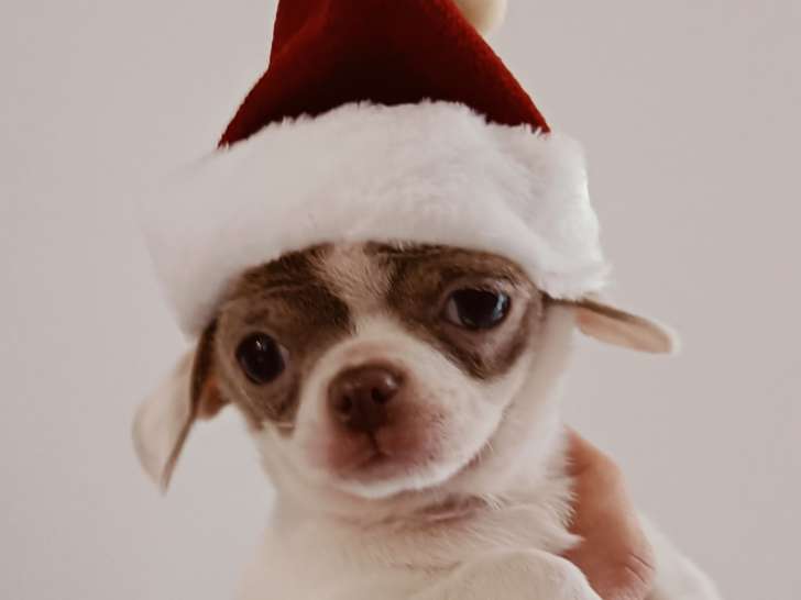 Vasco est pr&ecirc;t a passer No&euml;l ...