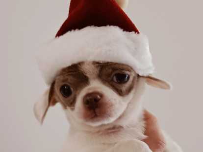 Vasco est pr&ecirc;t a passer No&euml;l ...