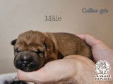 Chiots Shar-Peï disponibles à la réservation