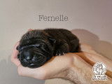 Chiots Shar-Peï disponibles à la réservation