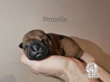 Chiots Shar-Peï disponibles à la réservation