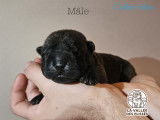 Chiots Shar-Peï disponibles à la réservation