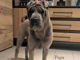 Chiots Shar-Peï disponibles à la réservation