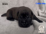 Chiots Shar-Peï disponibles à la réservation
